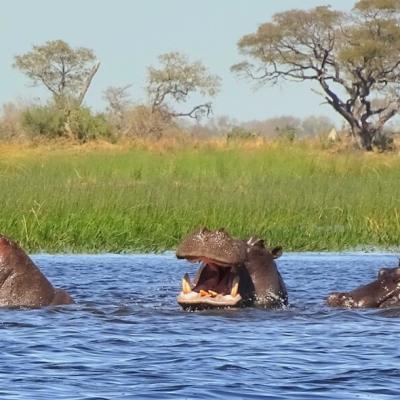 Hippos