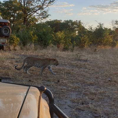 Spoted Leopard