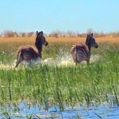 Zebras
