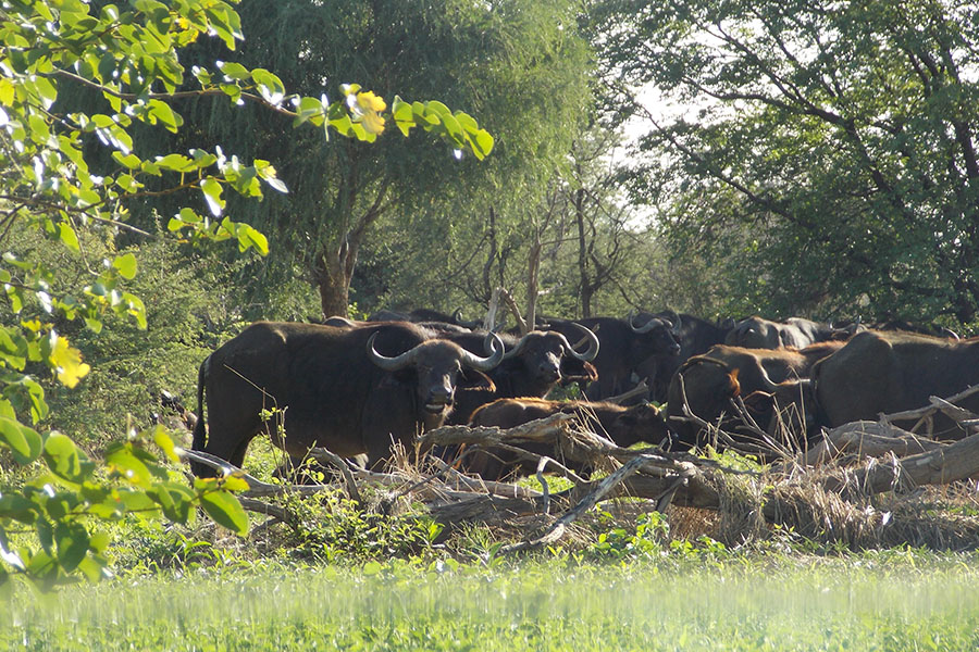 Chobe National Park