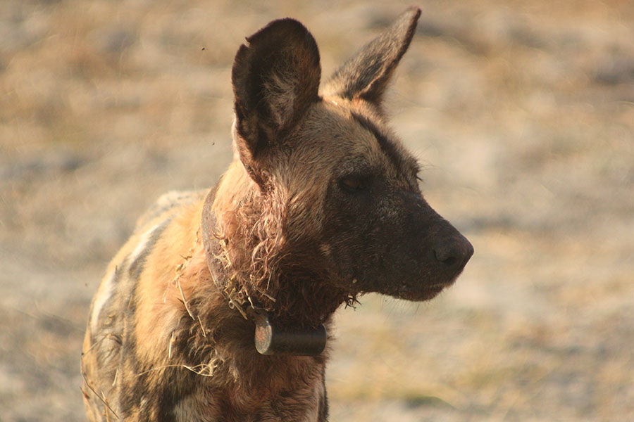 Moremi Game Reserve