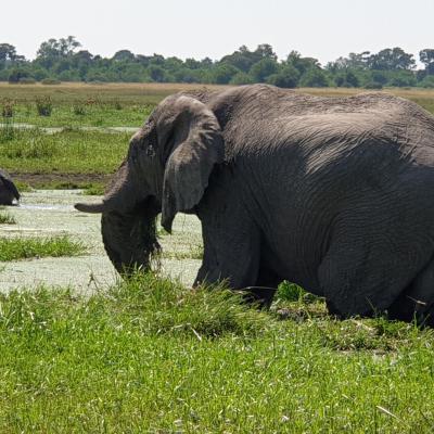 Africa Elephant