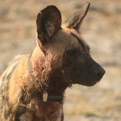 Wild Dog