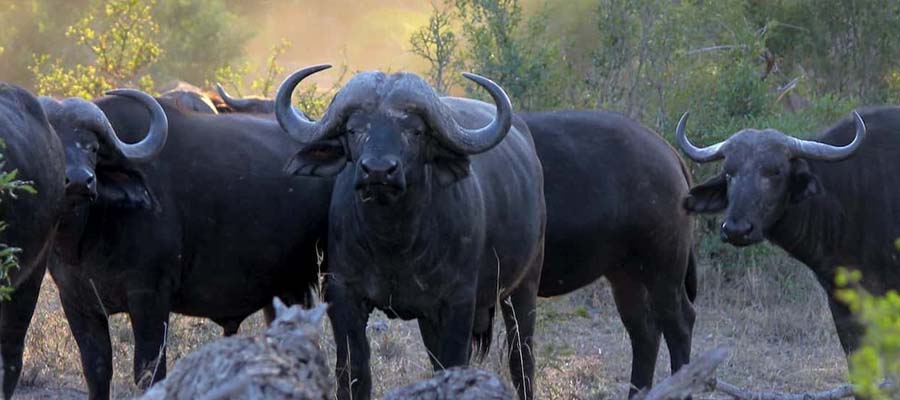 Buffalo Safari