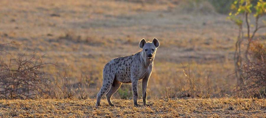 Kalahari Adventure