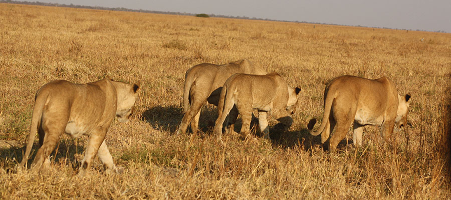 Moremi game reserve Trail